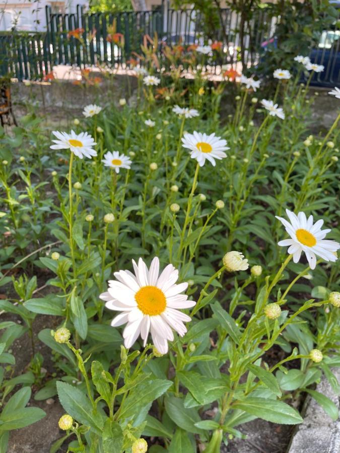 Amadina Garden 호텔 로제넷츠 외부 사진